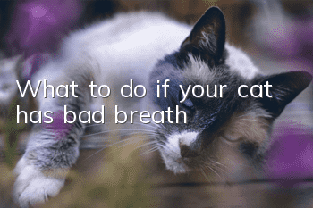 What to do if your cat has bad breath