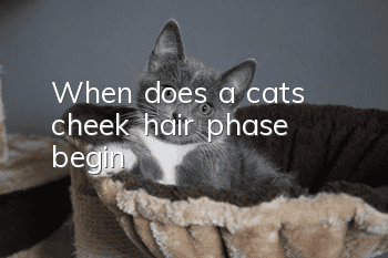 When does a cat’s cheek hair phase begin?