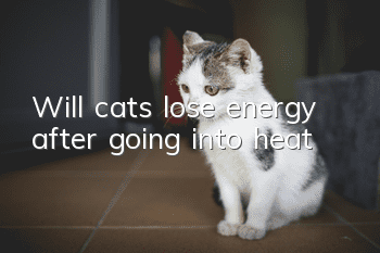 Will cats lose energy after going into heat?