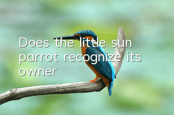 Does the little sun parrot recognize its owner?