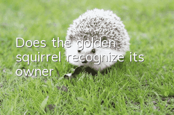 Does the golden squirrel recognize its owner?
