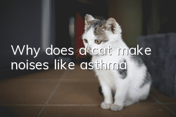 Why does a cat make noises like asthma?