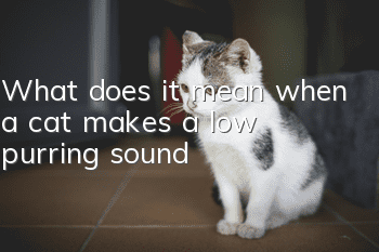 What does it mean when a cat makes a low purring sound?