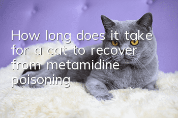How long does it take for a cat to recover from metamidine poisoning?