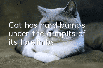 Cat has hard bumps under the armpits of its forelimbs