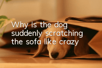 Why is the dog suddenly scratching the sofa like crazy?