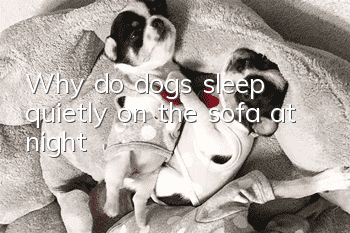 Why do dogs sleep quietly on the sofa at night?