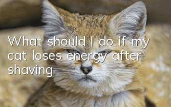 What should I do if my cat loses energy after shaving?