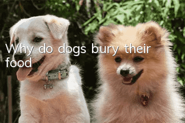 Why do dogs bury their food?