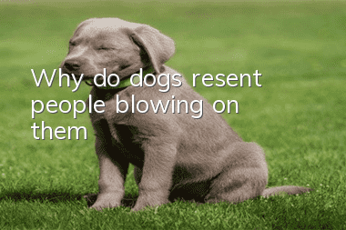 Why do dogs resent people blowing on them?