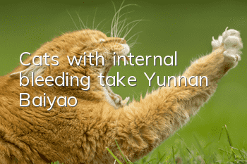 Cats with internal bleeding take Yunnan Baiyao
