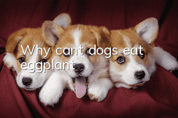 Why can’t dogs eat eggplant?