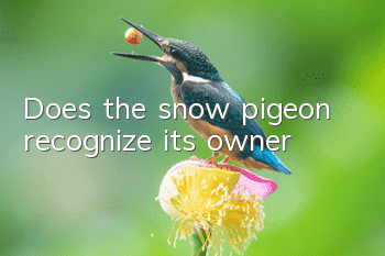 Does the snow pigeon recognize its owner?