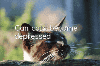 Can cats become depressed?