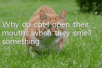 Why do cats open their mouths when they smell something?