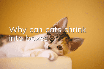 Why can cats shrink into boxes?