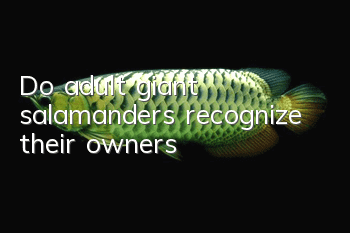 Do adult giant salamanders recognize their owners?