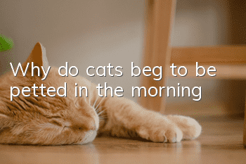 Why do cats beg to be petted in the morning?