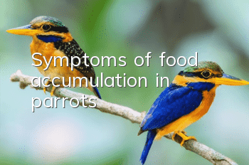 Symptoms of food accumulation in parrots