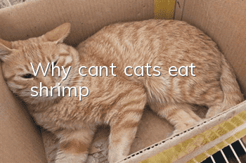Why can’t cats eat shrimp?