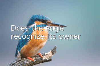 Does the eagle recognize its owner?
