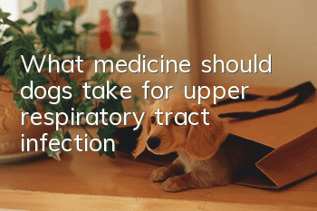 What medicine should dogs take for upper respiratory tract infection?