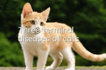 Three terminal diseases of cats