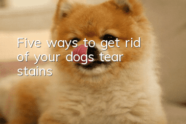 Five ways to get rid of your dog’s tear stains
