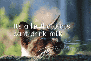 It’s a lie that cats can’t drink milk
