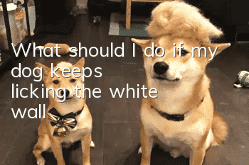 What should I do if my dog ​​keeps licking the white wall?