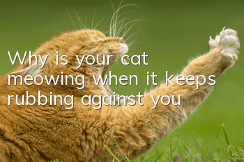 Why is your cat meowing when it keeps rubbing against you?