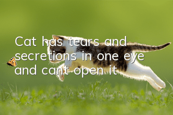 Cat has tears and secretions in one eye and can't open it