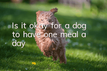 Is it okay for a dog to have one meal a day?