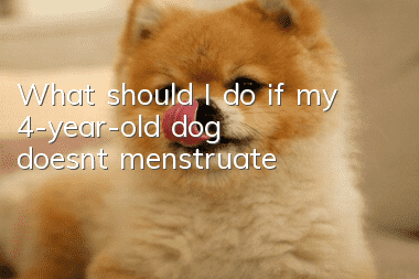 What should I do if my 4-year-old dog doesn’t menstruate?