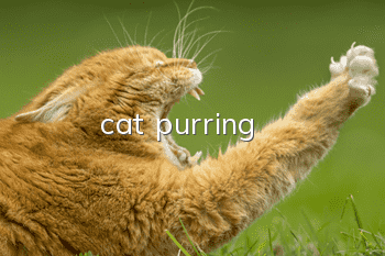 cat purring
