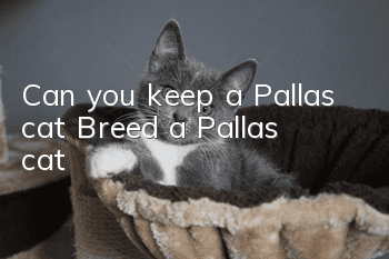 Can you keep a Pallas cat? Breed a Pallas cat!