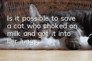 Is it possible to save a cat who choked on milk and got it into her lungs?