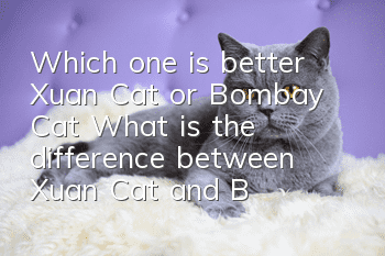 Which one is better, Xuan Cat or Bombay Cat? What is the difference between Xuan Cat and Bombay Cat!