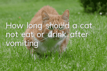 How long should a cat not eat or drink after vomiting?