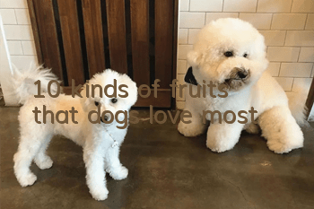 10 kinds of fruits that dogs love most