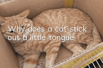 Why does a cat stick out a little tongue?