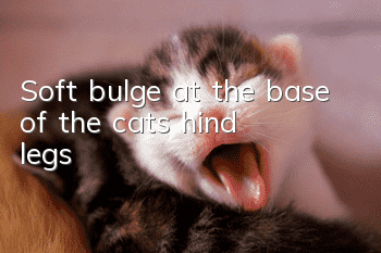 Soft bulge at the base of the cat’s hind legs