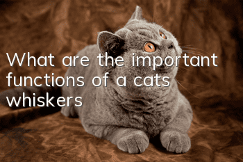 What are the important functions of a cat’s whiskers?