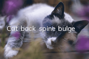 Cat back spine bulge