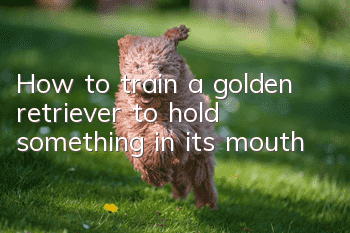 How to train a golden retriever to hold something in its mouth