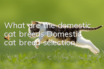 What are the domestic cat breeds? Domestic cat breed selection!