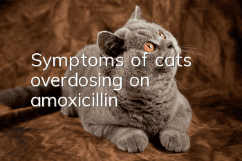 Symptoms of cats overdosing on amoxicillin