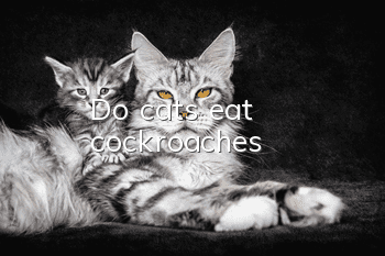Do cats eat cockroaches?