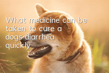 What medicine can be taken to cure a dog's diarrhea quickly?