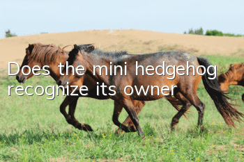 Does the mini hedgehog recognize its owner?